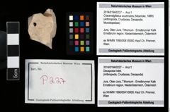 Foto (Objekt + Etikett) von Cracensigillatus acutirostris (Moericke, 1889)  (NHMW-GEO-2014-0194-0227)